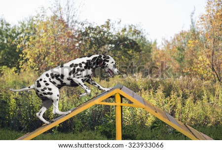 Dalmatian dog in nature on the training ground is jumping through a barrier in the form of slides
