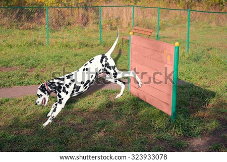 Dalmatian dog on the playground jumping through a barrier on the nature and laughs