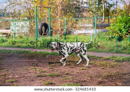 Dalmatian dog walking on the playground before training on the nature and laughs happy