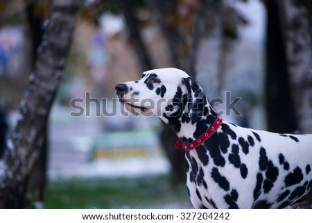 Portrait of black and white dalmatian dog breeding on a background of the first snow