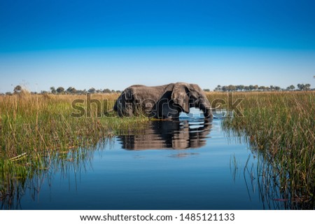 Similar – Foto Bild Elefanten im Fluss in Pinnawella