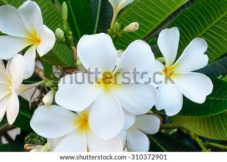 Beautiful white flower, Naturally beautiful flowers in the garden