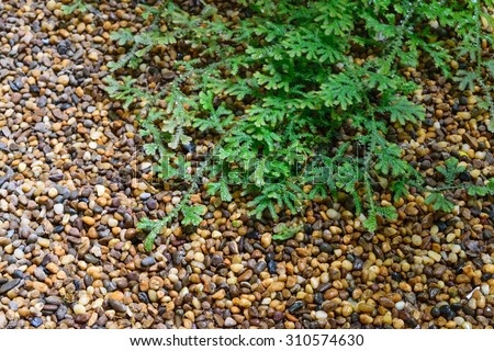 Stone floor texture background with plant