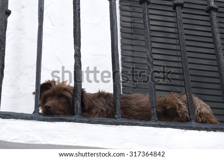 Dog lying on a balcony of a white house