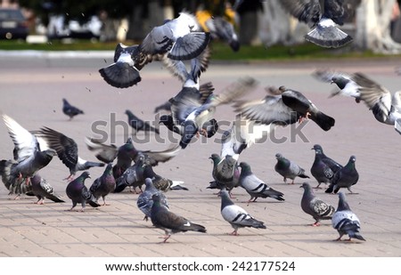 A flock of pigeons in a summer Park fun on the fly bite seeds from the earth