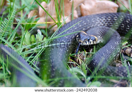 Snake among the grass in the spring with his tongue hanging out warns that it did not touch