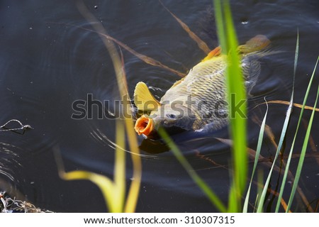 Catching carp fishing rod with a hook and fishing line in the water close up. Focus on the head carp.