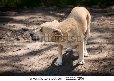little poor dog alone in a forest