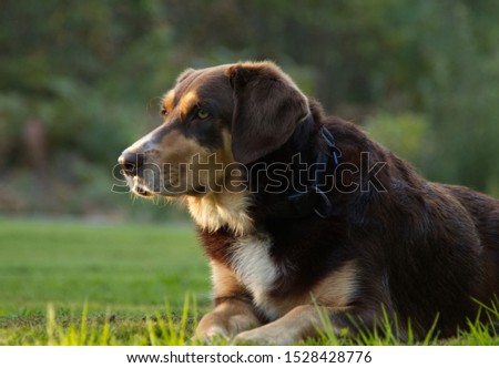 Shutterstock Puzzlepix