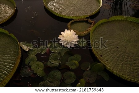 Similar – Foto Bild Riesenseerose mit zwei  über kreuz, liegenden Händen, mit  Schatten im Sonnenlicht.