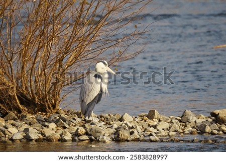 Similar – Image, Stock Photo Grey heron waiting for prey on green pond bank