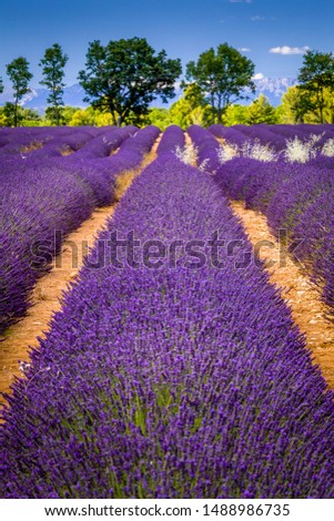 Similar – Image, Stock Photo #A# Lavender in the garden I