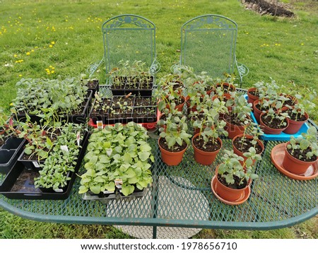 A Variety of annual flowers started from seed placed on an oval table outside to harden off. Overhead view of plants in various containers hardening off on an outdoor patio furniture table.    Photo stock © 