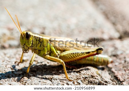 grasshopper walking on floor