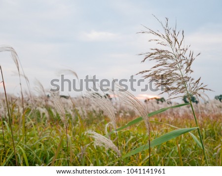 Shutterstock Puzzlepix - 