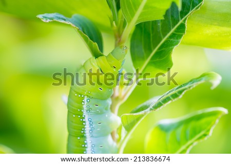Green caterpillar eating leaf