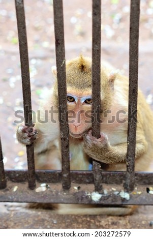 Poor monkey looking through steel bar for food