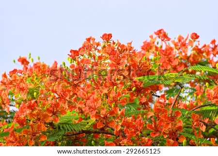 Royal Poinciana tree,  Flamboyant, or Flame tree with flowers closeup