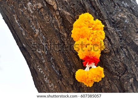 Similar – Image, Stock Photo Red trunk of marigold seedling in plastic seedling tray