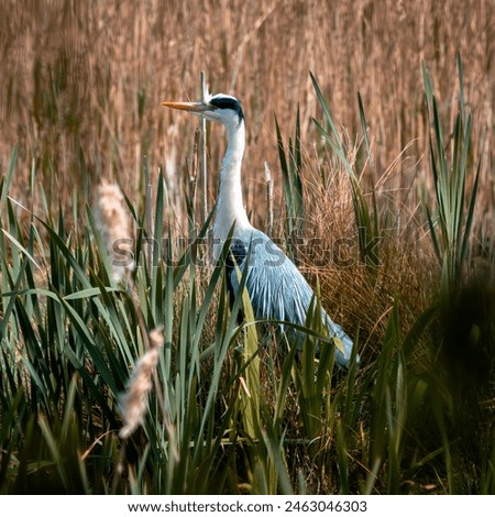 Similar – Image, Stock Photo Grey heron waiting for prey on green pond bank