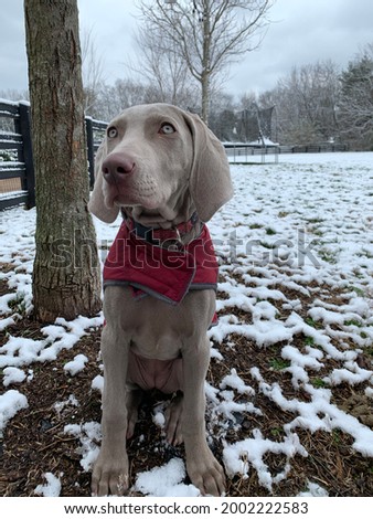 Similar – Image, Stock Photo Weimaraner puppy explores the forest