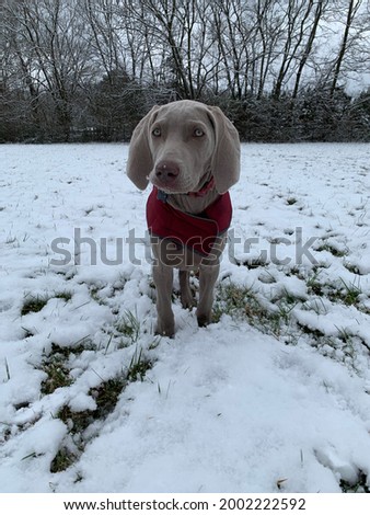 Similar – Image, Stock Photo Weimaraner puppy explores the forest