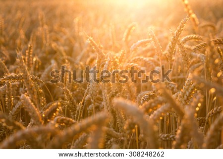 golden wheat field with sun rays. can be used for agriculture and harvest themes
