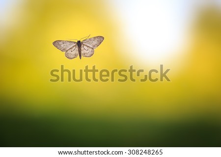 Moth on clean and simple green background. nature, texture, background, animal, insect themes