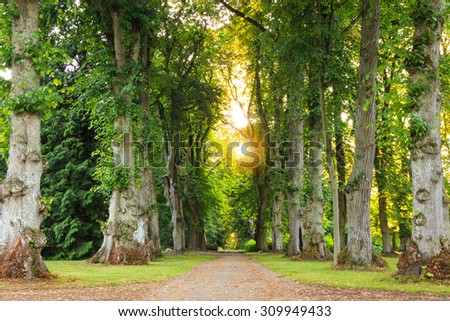 green forest pathway with beautiful sun rays coming through. Green nature and summer themes