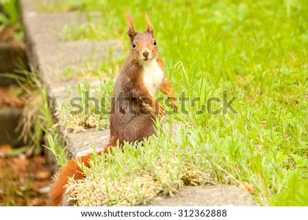 Brown squirrel starring in a cute way. can be used for forest, green parks, animal rodent and squirrel themes
