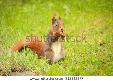 squirrel sitting on the ground eating a nut. can be used for green parks, forest, animal, rodent and squirrels themes