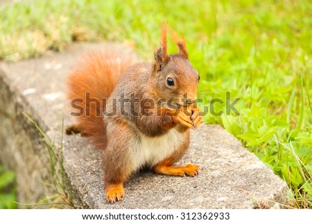 squirrel sitting on the ground eating a nut. can be used for green parks, forest, animal, rodent and squirrels themes