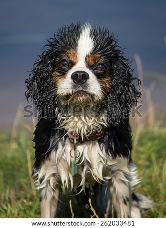 An 8 year old female trio colour Cavalier King Charles Spaniel, after a swim, West Kirby, Merseyside, England.