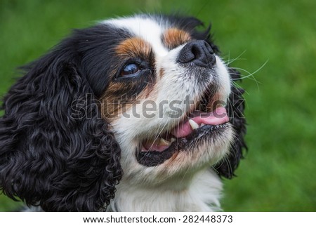 8 year old female Cavalier Charles Spaniel in local park, Liverpool, UK