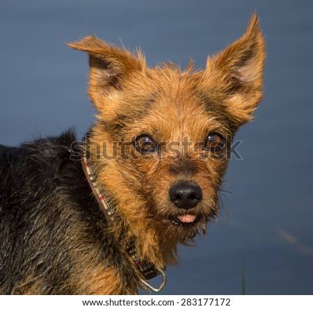 A male portrait of a 7 year old Yorkshire terrier in the outdoors.