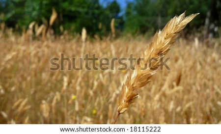 Single grass seed in against golden field background