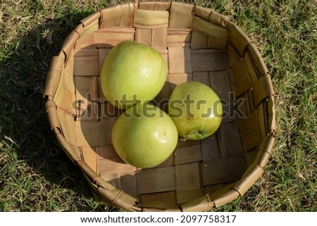 Fresh and organic Indian fruit called Green jujube or Apple jujube or Ber apple. Green Indian jujuba plum borain basket on grass farm outdoors plucked Stock fotó © 