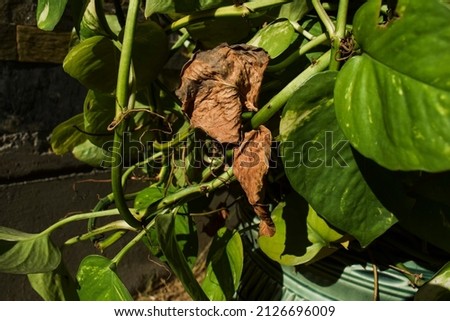 Similar – Image, Stock Photo lucky devil Autumn