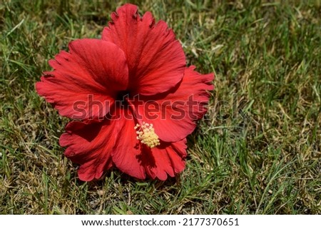 Closeup of beautiful large bright red Hibiscus flower with red stamen and yellow anther stigma and green leaves in house garden on grass Foto stock © 