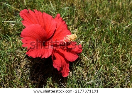 Closeup of beautiful large bright red Hibiscus flower with red stamen and yellow anther stigma and green leaves in house garden on grass copy space blank space to write text Foto stock © 