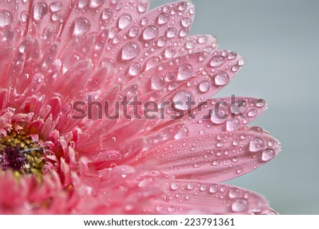 pink gerbera with water drop in the morning