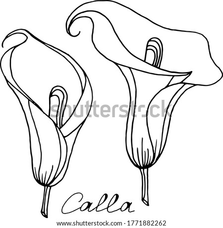 Simple Calla Lily Drawing | Free download on ClipArtMag