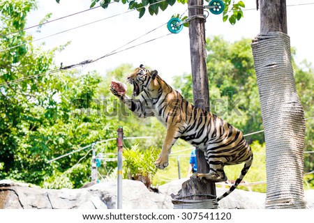 Indochinese tiger feeding