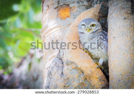 Burrowing Owl (Athene cunicularia) standing on tree hole