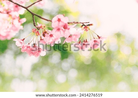 Similar – Foto Bild schöne Kirschblüte im Frühling, Sakura Blumen