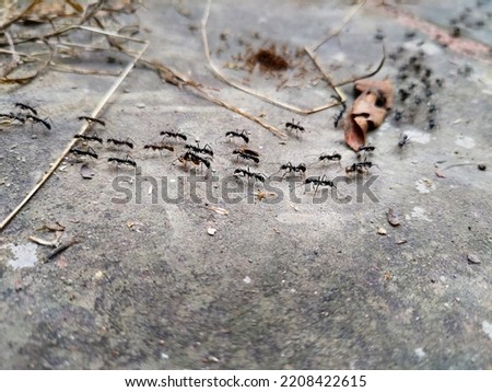 Similar – Image, Stock Photo Anthill Column of ants