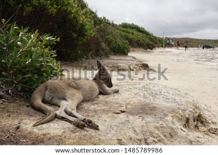 Kangaroo at Sea in Cape le Grand N.P. Foto stock © 