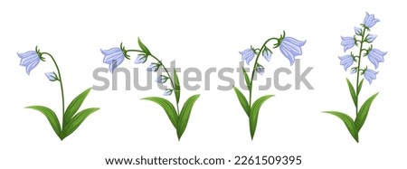 Similar – Foto Bild Blaue Glockenblume am Wegrand mit unscharfen Steinen im Hintergrund