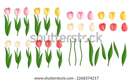 Tulips flowers set. Floral plants with bright petals. Botanical vector illustration on isolated background. Spring flowers for women's day, mother's day, easter and other holidays.