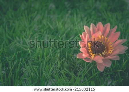 pink daisy flower artificial on artificial grass in vintage style.
